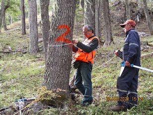 Hasta el 30 de junio están abiertas las postulaciones al fondo de manejo sustentable del Bosque Nativo