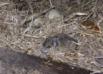 ISP confirma fallecimiento de poblador por Hantavirus