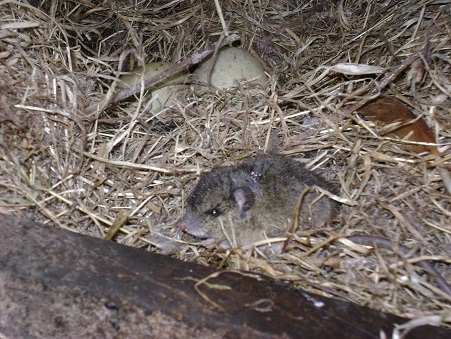 ISP confirma fallecimiento de poblador por Hantavirus