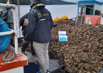 En fiscalización en zona de pesca de Aysén detectan a embarcación de otra región extrayendo erizos