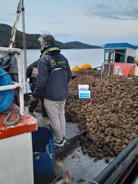 En fiscalización en zona de pesca de Aysén detectan a embarcación de otra región extrayendo erizos
