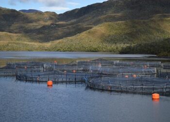 SMA revoca permisos ambientales a tres Centros de Engordas Salmónidos de la empresa Nova Austral y aplica millonaria multa