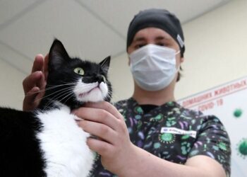 Transmisión de Covid-19 de gato a humano: ES UN HECHO EXTREMADAMENTE RARO Y EN UN MOMENTO EN QUE TAILANDIA TENÍA MENOS DE 10% DE INMUNIZACIÓN DE SUS HABITANTES