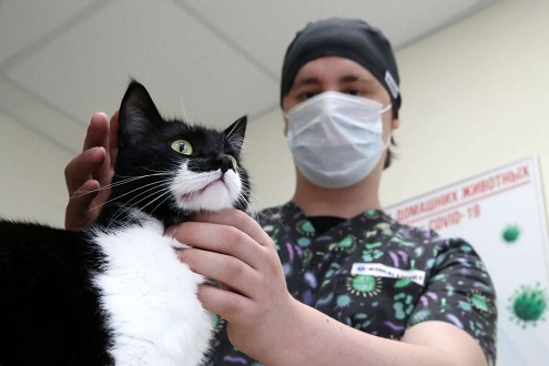 Transmisión de Covid-19 de gato a humano: ES UN HECHO EXTREMADAMENTE RARO Y EN UN MOMENTO EN QUE TAILANDIA TENÍA MENOS DE 10% DE INMUNIZACIÓN DE SUS HABITANTES