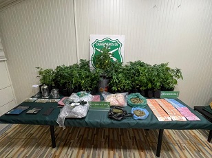 OS-7 y Fiscalía logran detención y formalización de dos personas por tráfico y cultivo ilegal de cannabis y sacan de circulación droga avaluada en más de 60 millones de pesos