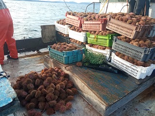 Pescadores insisten en necesidad de considerar a las regiones en toma de decisiones acerca de la explotación de recursos del mar