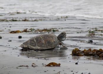 Sernapesca y Parque Safari logran exitosa reinserción de tortuga marina a su hábitat tras rescate y rehabilitación