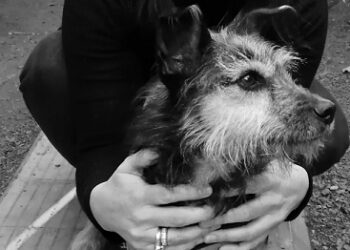 ATAQUES DE PERROS: NECESIDAD DE ACCIÓN MULTIDIMENSIONAL