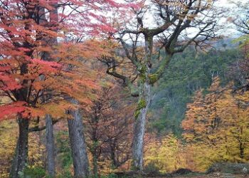 En la región de Aysén culmina ciclo nacional de capacitaciones para uso de plataforma que permite monitorear el desarrollo de la biodiversidad forestal del país.&nbsp;
