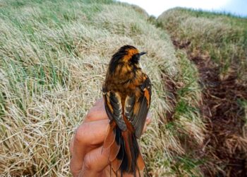 Científicos identifican una nueva especie de ave terrestre que vive solo en una isla al sur del Cabo de Hornos