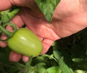 AGRICULTORES DE GUAITECAS RECIBEN MÁS DE 19 MILLONES DE PESOS PARA MEJORAR SU PRODUCCIÓN Y DESARROLLAR INVERSIONES EN SUS PREDIOS&nbsp;