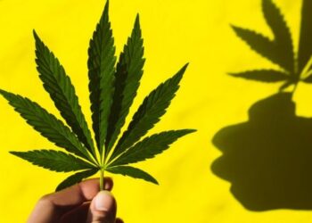 Uso medicinal del cannabis: Los deslindes con el narcotráfico