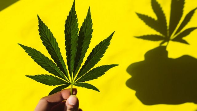 Uso medicinal del cannabis: Los deslindes con el narcotráfico