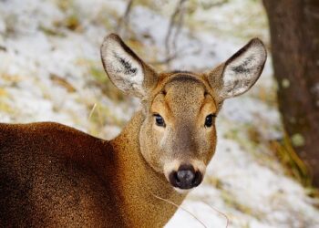 Día Internacional del Huemul