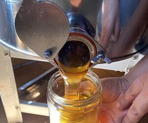 Estudian propiedades antioxidantes de las mieles de la Patagonia