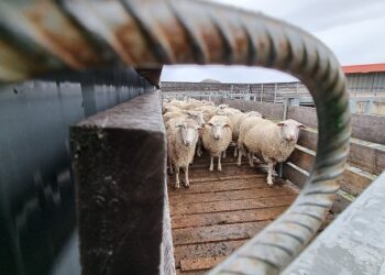 SAG Aysén llama a realizar la Declaración de Existencia Animal