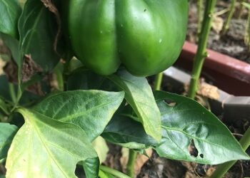 PEQUEÑOS AGRICULTORES DE GUAITECAS APROVECHAN LOS EFECTOS LOCALES DEL CAMBIO CLIMÁTICO PARA DIVERSIFICAR SU PRODUCCIÓN