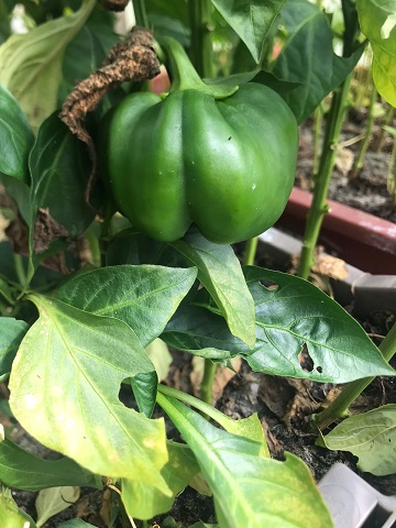PEQUEÑOS AGRICULTORES DE GUAITECAS APROVECHAN LOS EFECTOS LOCALES DEL CAMBIO CLIMÁTICO PARA DIVERSIFICAR SU PRODUCCIÓN