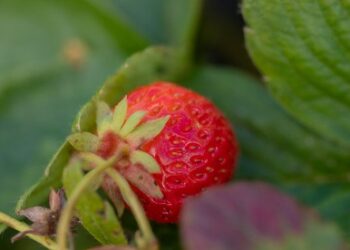 SAG AYSÉN REALIZA VIGILANCIA PREVENTIVA POR NEMATODO DE LA FRUTILLA