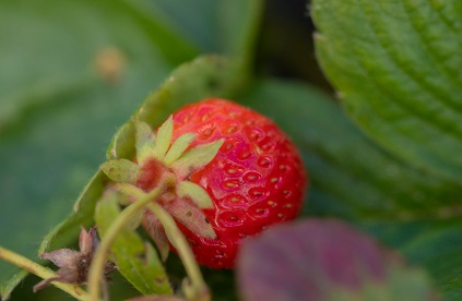 SAG AYSÉN REALIZA VIGILANCIA PREVENTIVA POR NEMATODO DE LA FRUTILLA
