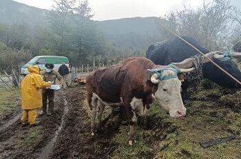 Carabineros previene el abigeato e insta a no consumir productos de origen dudoso