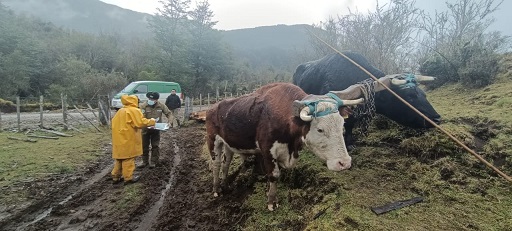 Carabineros previene el abigeato e insta a no consumir productos de origen dudoso