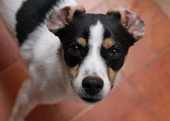 Por un 18 seguro: Empanadas, alcohol, choripanes y restos de asado prohibidos para las mascotas