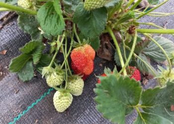 Vigilancia preventiva del SAG detecta casos de nematodo de la frutilla en la Región de Aysén