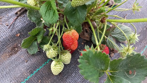 Vigilancia preventiva del SAG detecta casos de nematodo de la frutilla en la Región de Aysén