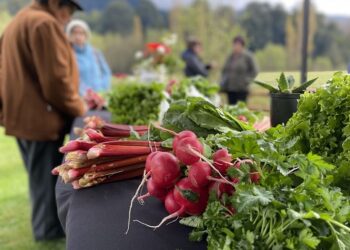 Seremi de Agricultura e INDAP Aysén invitan a la&nbsp;comunidad a preferir productos campesinos