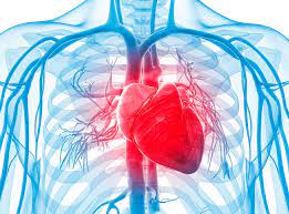 Más mujeres que hombres fallecen a causa de enfermedades cardiovasculares
