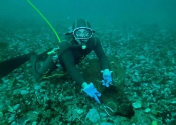 Duro revés para la Subsecretaría de Pesca por otorgan cuotas de erizo adicional a la región de Los Lagos