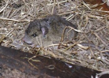 ISP confirmó nuevo caso por Hantavirus en Aysén