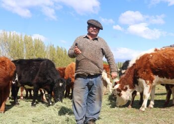 MINAGRI e INDAP llaman a productores a proteger su inversión contratando Seguro Ganadero
