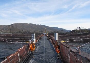 SMA inicia procedimiento sancionatorio contra Salmones Yadrán por sobreproducción en 4 centros de cultivo de Aysén