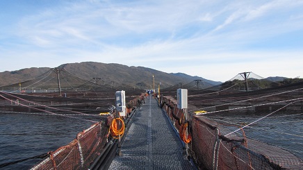 SMA inicia procedimiento sancionatorio contra Salmones Yadrán por sobreproducción en 4 centros de cultivo de Aysén