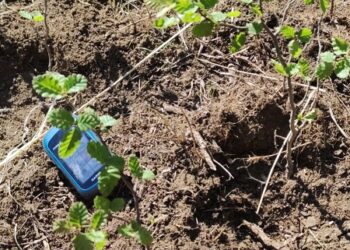 CONAF avanza en reconversión a bosque nativo