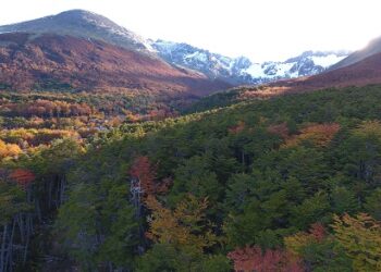 Crecimiento y producción de semillas de los&nbsp;Árboles Patagónicos&nbsp;