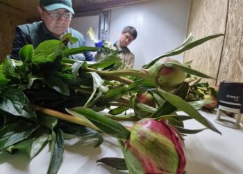 Flores con destino a Europa fueron certificadas por el SAG