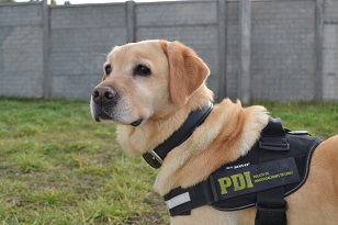 Coyhaique: Can detectora de drogas de la PDI descubre más de 14.400 dosis de cocaína ocultas en encomienda