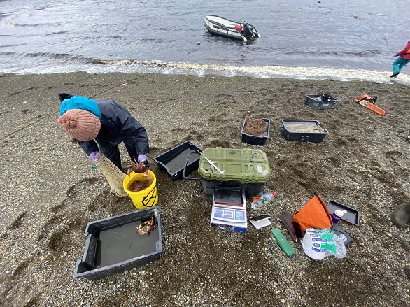 Estudios levantan información en faenas de pesca de jaiba marmola