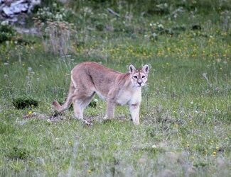 Parque Nacional Patagonia celebra su 4to aniversario