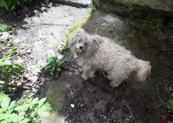 150 MASCOTAS SE ESTERILIZARÁN EN LOS PRÓXIMOS DÍAS EN GUAITECAS&nbsp;