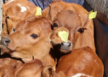 Nuevas responsabilidades para asegurar Trazabilidad Animal 