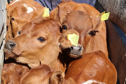 Nuevas responsabilidades para asegurar Trazabilidad Animal