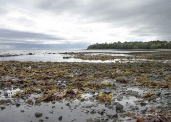 ESTUDIO IDENTIFICA LOS PRIMEROS REFUGIOS CLIMÁTICOS PARA LA BIODIVERSIDAD EN LA PATAGONIA CHILENA