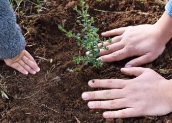 MinCiencia financiará proyecto sobre la flora nativa de Puerto Ingeniero Ibáñez