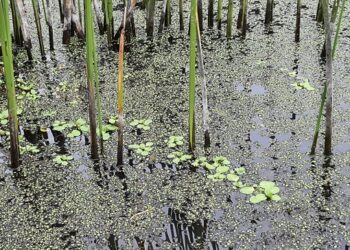 Humedales Costeros: Ecosistemas de Carbono Azul