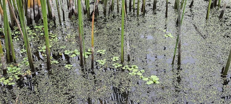 Humedales Costeros: Ecosistemas de Carbono Azul