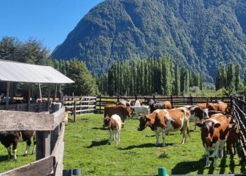 En fase de ejecución se encuentra programa del SAG para trazabilidad de la ganadería aisenina.